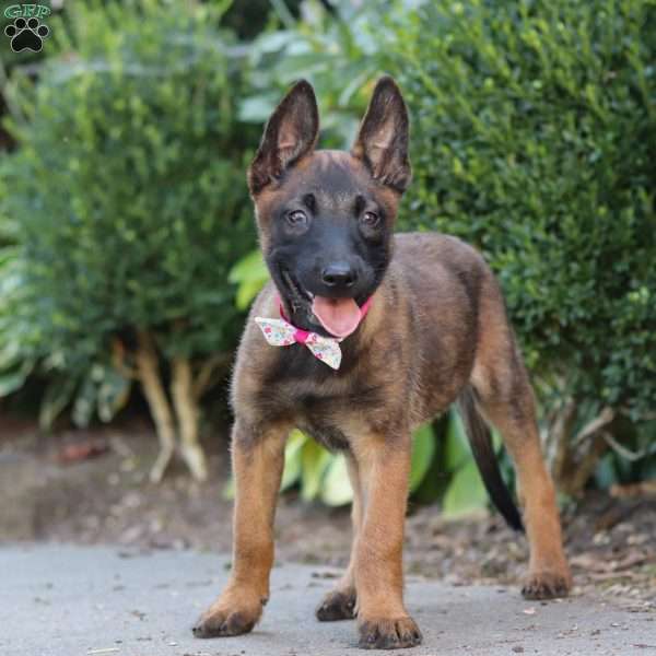 Bella, Belgian Malinois Puppy